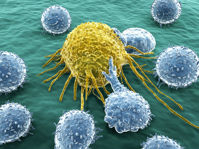 免疫细胞6.jpg